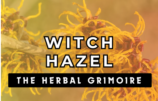 Witch Hazel - The Herbal Grimoire